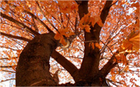 无限拨打手机号软件